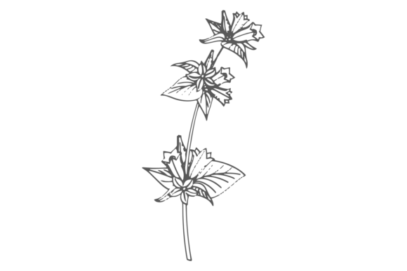 Floral Sketch: The Art and Practical Power of Botanical Illustration